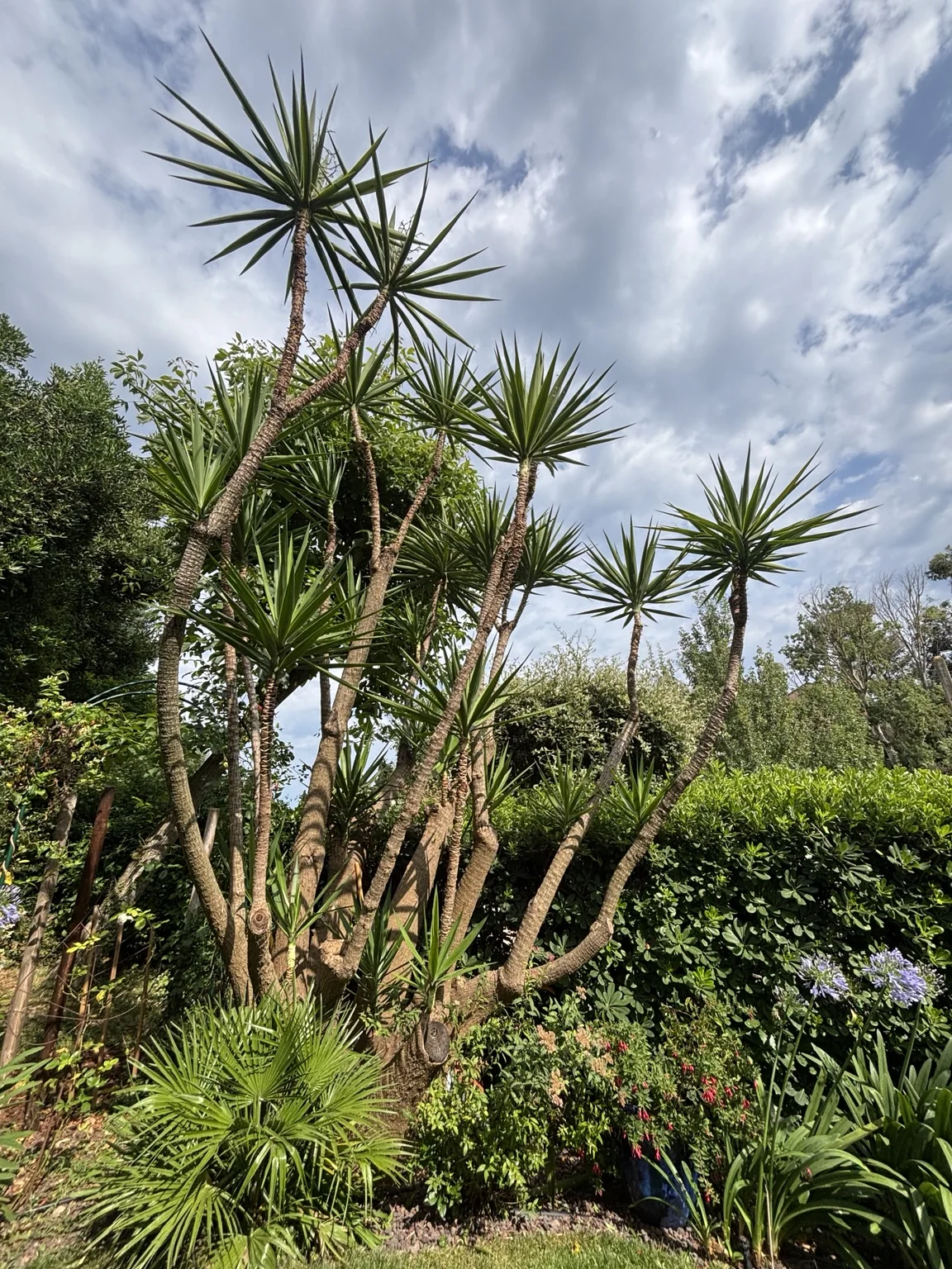 Entretien d’un massif de yuccas